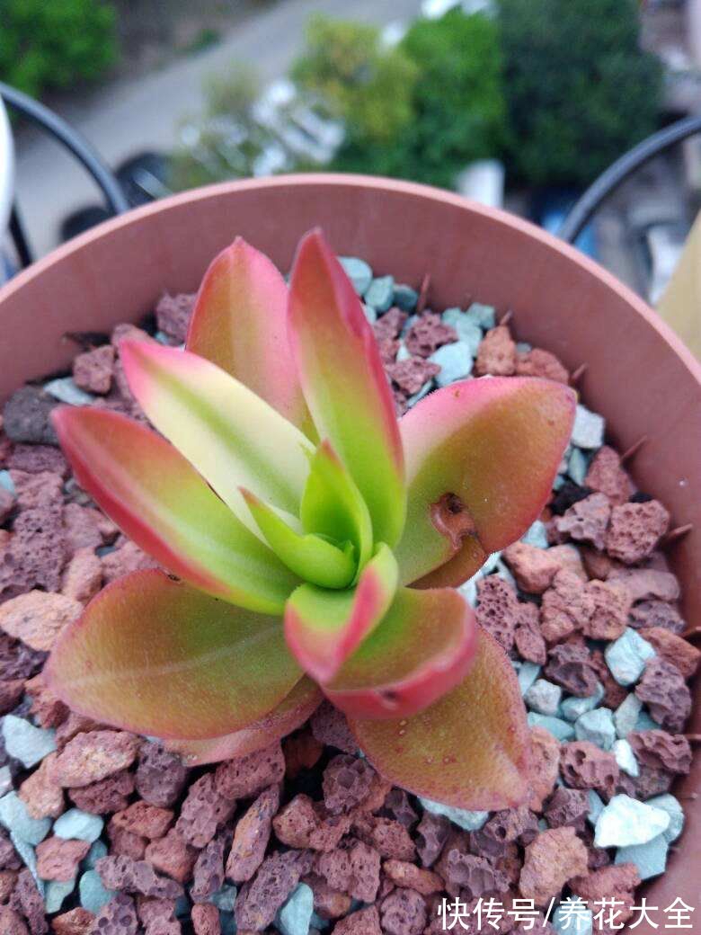 网上买花,最怕买到这3种,记住了省下一大笔钱