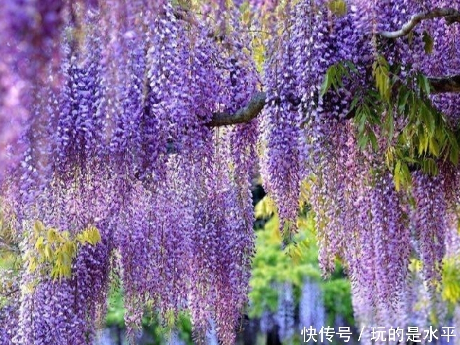 三角梅|4种花最适合阳台养，好养又漂亮，花朵开满枝头，一开就是300天！