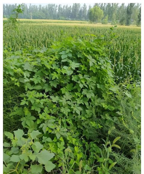 拉拉秧|看似没用的野草,拉拉秧是皮肤克星,这些用途能改变你的看法