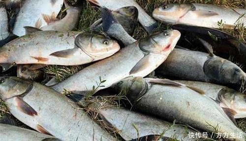 添加剂|野钓必杀技:盘点民间这些窝料“野路子”,连竿上鱼的秘密绝招!