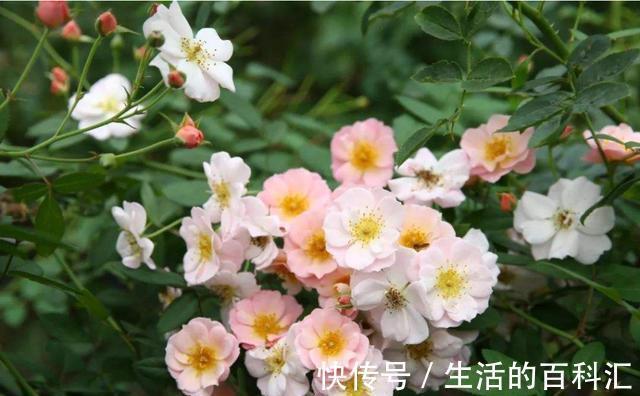 珊瑚藤珊瑚藤|8月20日-9月4日,庭院选这几款花,阳台开出花海,满屋子飘香