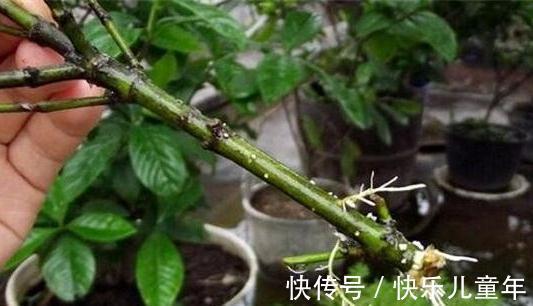 扦插枝条生根慢,教你3招小技巧,生根快根系又粗又壮