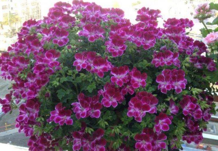 养花就养个花期长的,花大色艳,沾土就活,新手也能养的好!