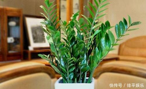 盆栽|居家养花，首选这3种，寓意美好观赏价值极高，是盆栽佳品！