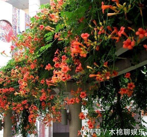 熟悉而陌生的“凌霄花”,掐个枝埋花盆,几年吃掉你的房,太猖狂