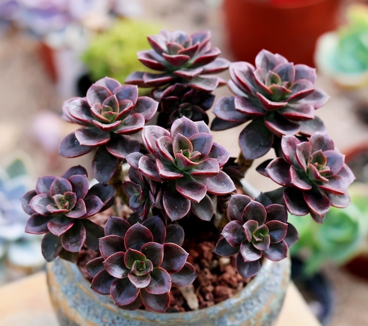 普货|6款多肉大普货,完全靠实力征服花友,养护简单出状态真好看