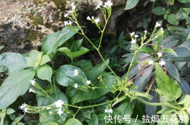 蜘蛛香|农村山上野草蜘蛛香也叫养心莲,一斤30元,专治风湿,还消肿止痛