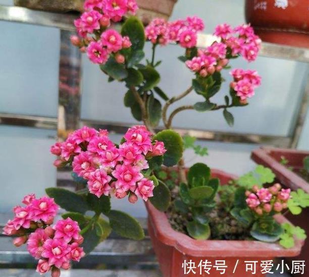 骨头|想要长寿花开爆盆?家里2种垃圾掺在花盆里,花苞多开花美