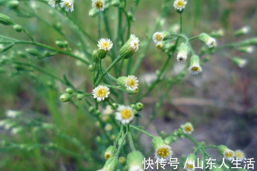 鲜叶|牛皮癣的“克星”终于找到了，是乡间随处可见的野草，你认识吗