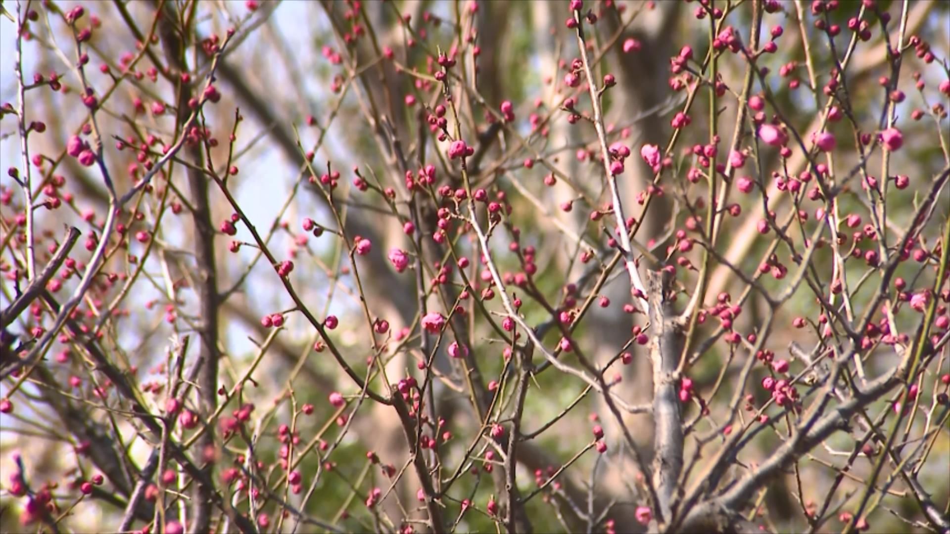 喜迎春|平湖景区内梅花竞相开放喜迎春，朵朵放光彩