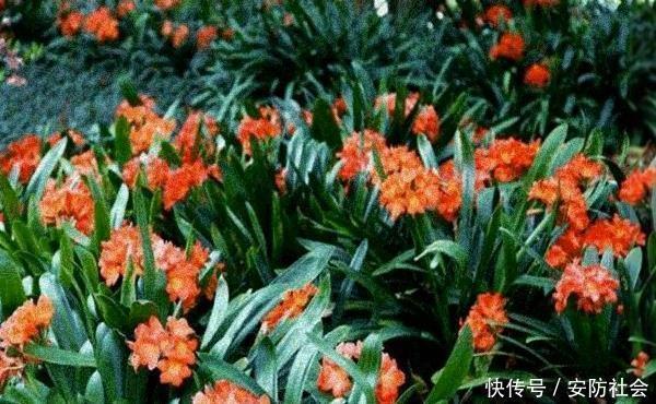 养君子兰，这3种方法让你变成专业户，不得不做的一件事不能忘