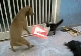 |搞笑动图:看我一动一动的猫耳朵,帅不!