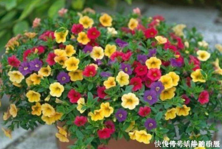 此花超漂亮,沾土就活,花朵迷人,阵阵花香,花朵大