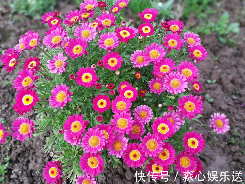 开花最勤的室内盆栽绿植，全年有花开，花型奇特美丽，漂亮又好种