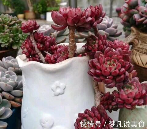 阳台养多肉不能错过的16种,全是名气大的品种,价格不贵还很美