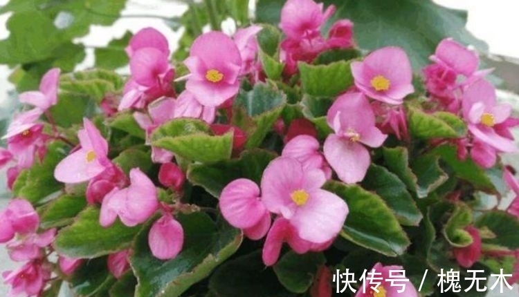 生命力超顽强的几款花卉,沾土就活,开花就是好兆头