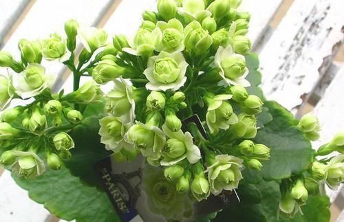 最有仙气的花卉,号称爆盆小能手,花名浪漫,花色珍稀,四季开花