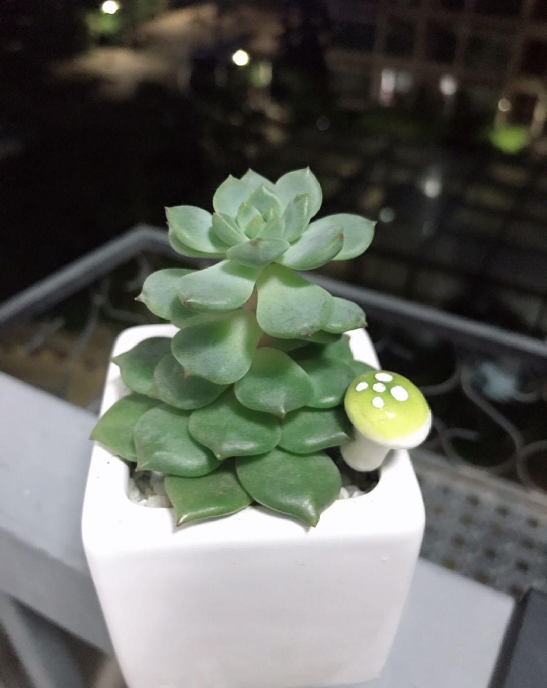 多肉植物盆栽:这种多肉越浇水越丑,不浇水反而胖成球