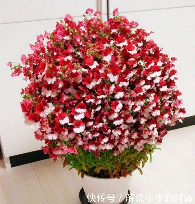 大花球|不到1平方的窗台,被她养成小花园,比院子还美