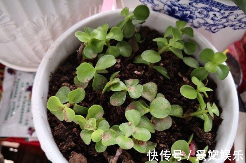 发财树|3种招财树，想养别花钱，掐个枝就生根，能得一大盆！