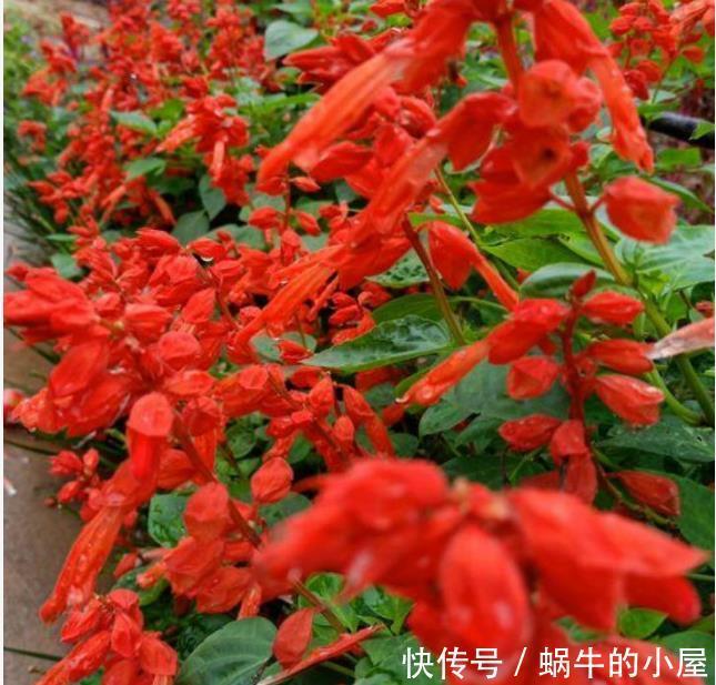 此款花卉,花艳易爆盆,越热开花越旺,开成漂亮小花园!