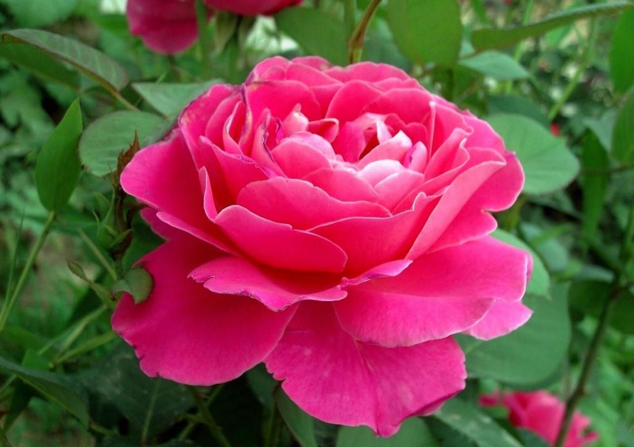 养花试试这几款,花朵像来自仙境,空灵而神秘