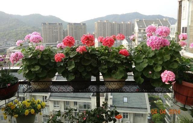 养花的秘密小盆养好花,大盆养死花,知道为什么吗