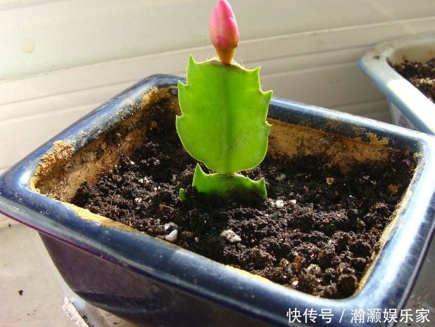 表面罩|还花什么钱买蟹爪兰,用上养花高手的方法,不花一毛钱就能养出来