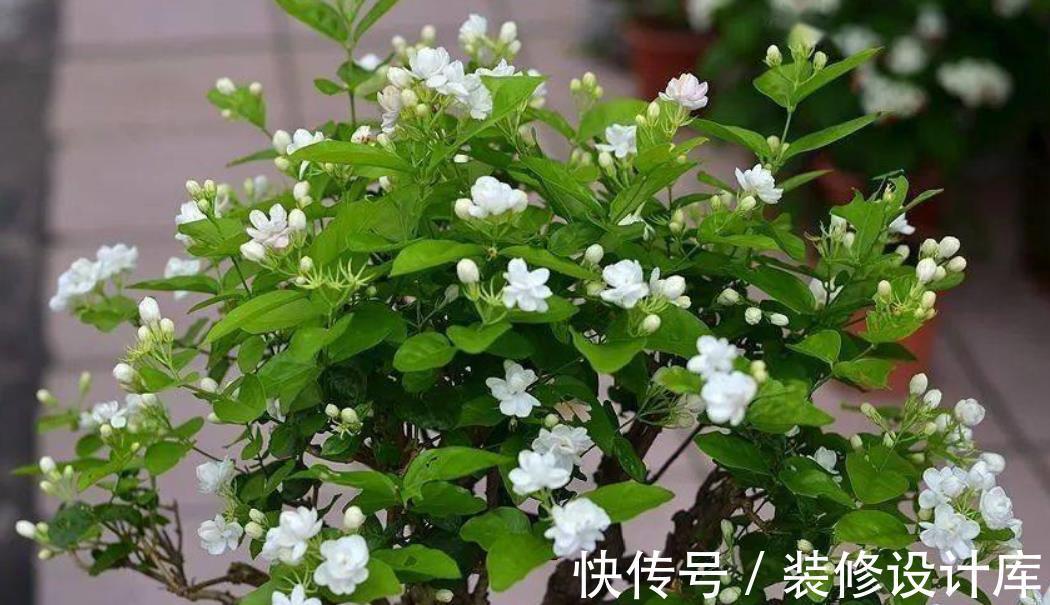 茉莉花|6种“漂亮花”,长了就狠剪,舍不得剪害处大,耽误一年开花量