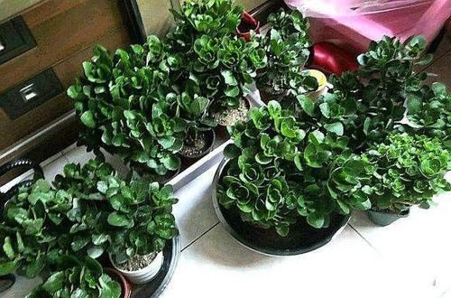 长寿花迟迟“不孕蕾”,打点催花剂,很管用,嗖嗖冒花苞