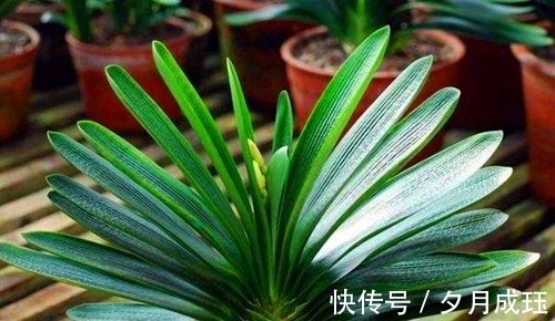 步骤|想让君子兰的叶子绿油油,这4个步骤不要做错