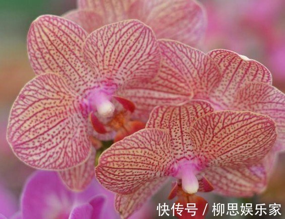 叶片|养大花蕙兰,盆里来点“壳”,花多、叶片绿,一开就是大半年