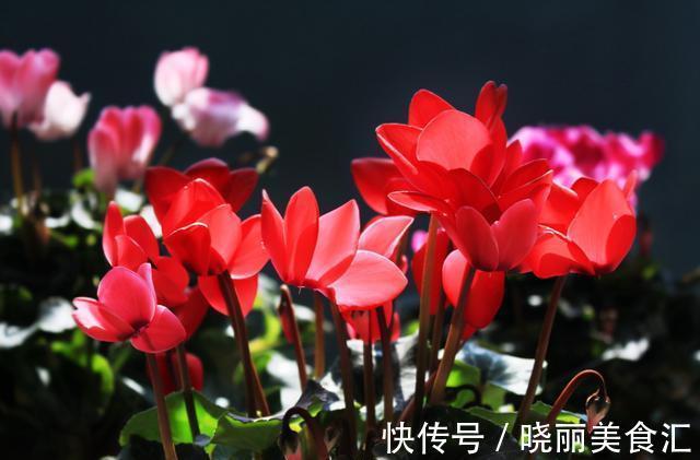 花杆|仙客来花杆“东倒西歪”，养护避免这2点，开花挺拔更漂亮