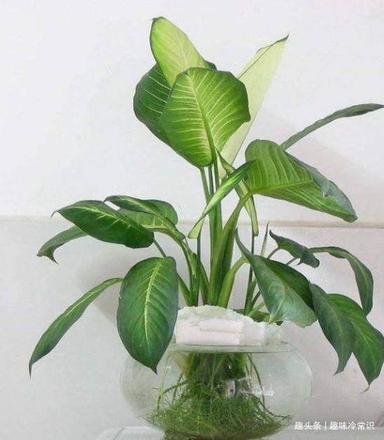 这五种喜欢水的植物,随便浇水都不怕,适合新手养