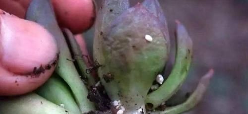 多肉生了蚧壳虫密密麻麻头皮疼,用这2个小方法,一次杀除干净
