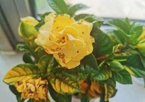 夏天浇花要注意，3种水扔了也别浇花，不然黄叶烂根，难过夏