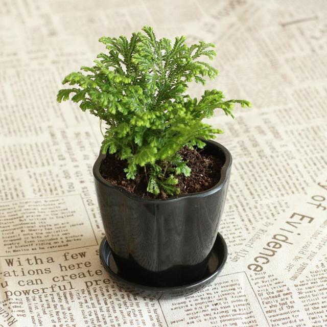 长在“山坡”上的“传奇”野草，挖一棵养家里，越养越值钱！