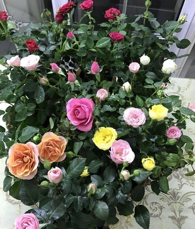 菜市场走一趟,0花费弄回半年的花肥,养花再也不用钱