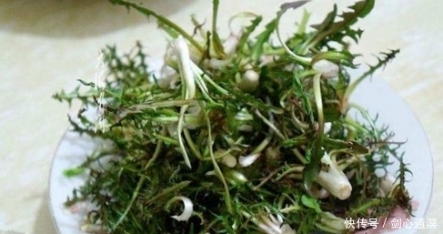 这五种农村的野菜,在城里很少看见,美味健康还有排毒消炎的功效