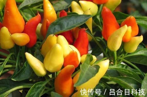 排毒养颜|女性到了中年,三种食物离不开,排毒养颜,提高免疫力