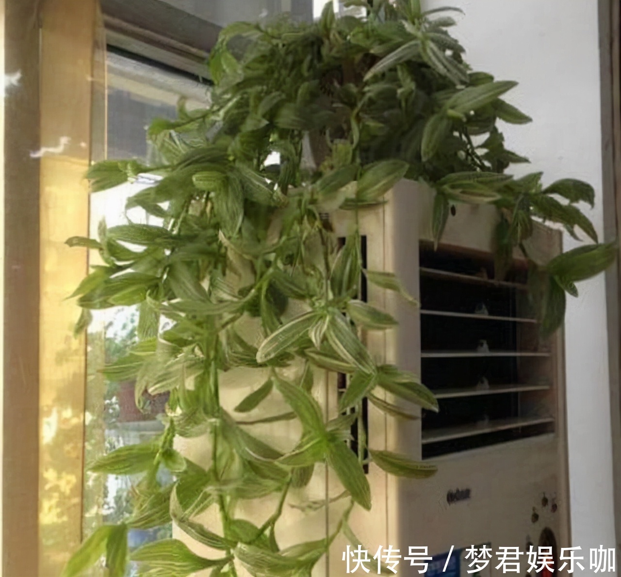 家中这“4处”摆花,花只会越来越“衰”,可惜很多人不知道