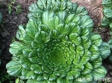 野菜|农村3大野菜,能宽肠通便、美容抗衰老,快来了解一下吧