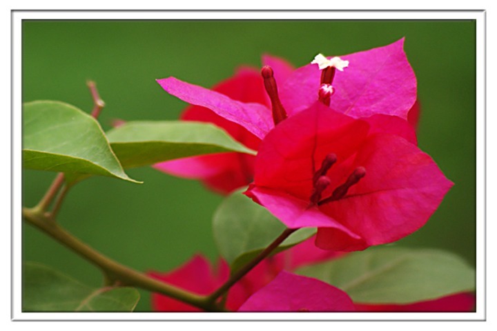 想要三角梅再次开花，给它喝点营养水，保证花开爆满盆