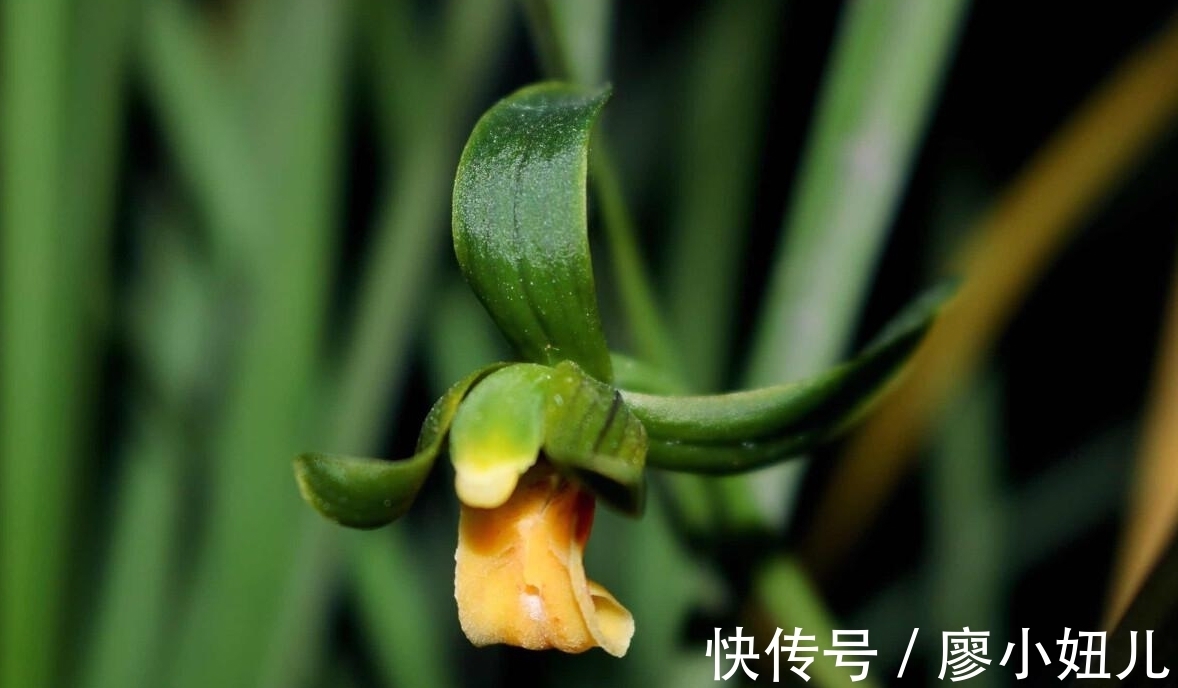 春兰只花苞不长枝条,多是3个原因造成的,解决方法很简单