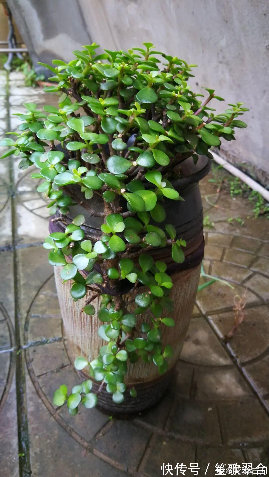 叶片|人养花,花也养人,家里养这10种花,越养越健康