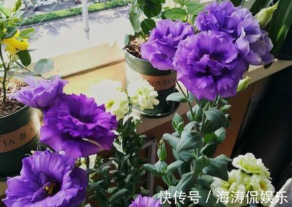 花商们|张小姐养盆这个花，花开如玫瑰，好养如绿萝，邻居头回见，说好美