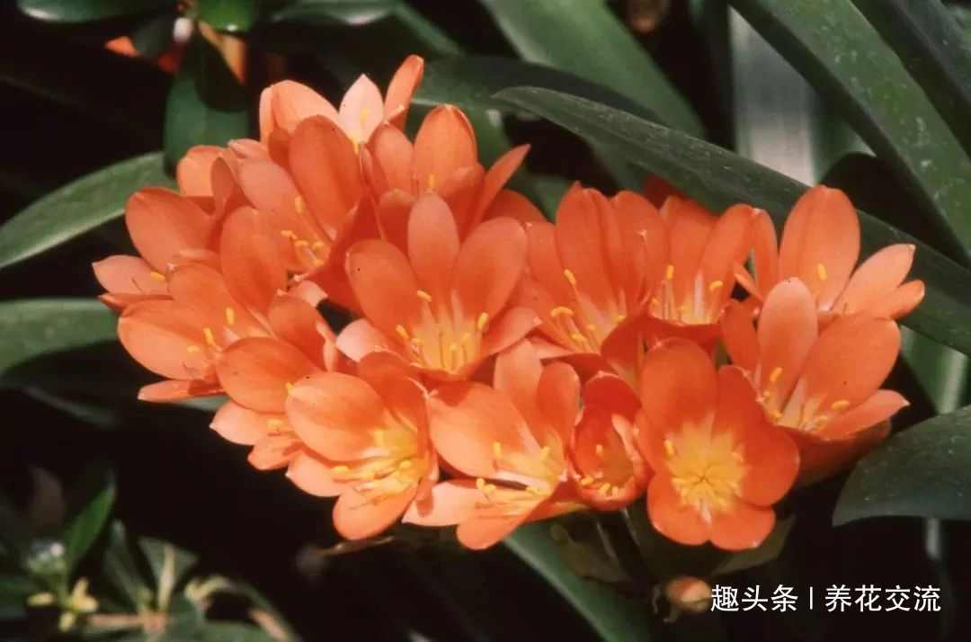 土壤|君子兰养成室内盆栽保持每年花开的技巧,让叶子更有亮泽