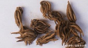 这种花,把根扔在土里就能活,一根能发十盆