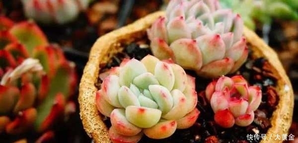 多肉植物|小心你的多肉植物''徒长''了