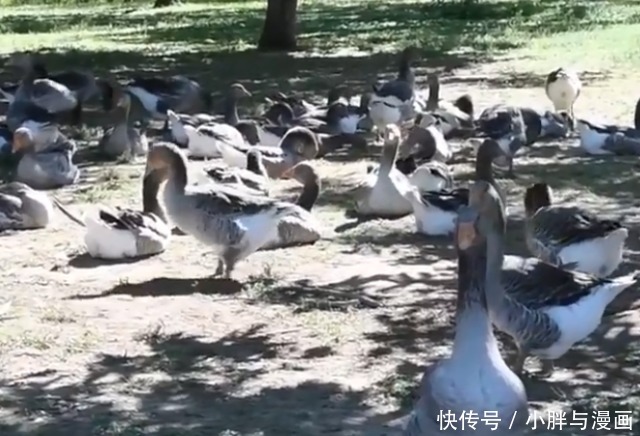 美食|世界顶级美食“鹅肝”,看完它的喂养过程后,你还想吃吗?